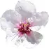 Almond blossom notes in Jesus del Pozo In White Almond blossom notes in Jesus del Pozo In White