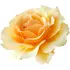 Amber Queen rose notes in Tokyomilk Dark - Pretty Rotten No. 33 Amber Queen rose notes in Tokyomilk Dark - Pretty Rotten No. 33