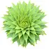 Araucaria notes in Slumberhouse Sova