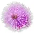 Australian mimosa absolute notes in Goldfield & Banks Velvet Splendour Australian mimosa absolute notes in Goldfield & Banks Velvet Splendour