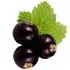 Blackcurrant notes in LM Parfums Ultimate Seduction