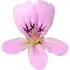 Bourbon geranium notes in Tauer Perfumes Collectible PHI - Une Rose de Kandahar