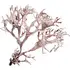 Brown oakmoss notes in DSH Perfumes Mata Hari