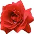Bulgarian rose notes in Papillon Artisan Perfumes Tobacco Rose