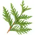 Cedar leaf notes in Profumum Roma Arso