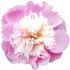 Chinese peony notes in Les Parfums de Rosine Rose Kashmirie