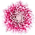 Chrysanthemum absolute notes in DSH Perfumes Viridian