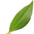 Cinnamon leaf notes in Olympic Orchids Artisan Perfumes DEV #2: The Main Act