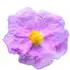 Cistus absolute notes in J.F. Schwarzlose Berlin Trance Cistus absolute notes in J.F. Schwarzlose Berlin Trance