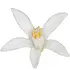 Citrus blossom notes in Tokyomilk Sparrow No. 18 Citrus blossom notes in Tokyomilk Sparrow No. 18