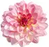 Dahlia notes in Jesus del Pozo Dahlia Dahlia notes in Jesus del Pozo Dahlia