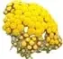 Everlasting flower absolute notes in Parfums MDCI Chypre Palatin