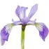 Florentine iris absolute notes in Royal Crown Rain