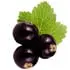 French blackcurrant notes in Goldfield & Banks Southern Bloom French blackcurrant notes in Goldfield & Banks Southern Bloom