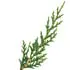 French cypress notes in Carner Drakon
