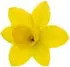 French narcissus absolute notes in Carner Latin Lover