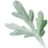 Gray sagewort notes in Slumberhouse Norne