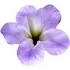 Heliotrope notes in Solinotes Fleur d'Iris