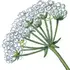 Hemlock notes in Slumberhouse Norne
