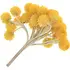 Immortelle notes in Olympic Orchids Artisan Perfumes Salamanca