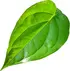 Indian betel leaf notes in Carner Drakon