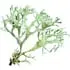Indian oakmoss notes in Areej Le Doré War and Peace Part II