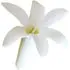 Indian tuberose notes in Prada Infusion de Fleur d'Oranger Indian tuberose notes in Prada Infusion de Fleur d'Oranger