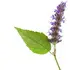 Indonesian patchouli notes in Farmacia SS. Annunziata Patchouly Indonesiano