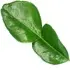 Kaffir lime leaf notes in Axe / Lynx Twist