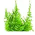Kyoto moss notes in Imaginary Authors O, Unknown! Kyoto moss notes in Imaginary Authors O, Unknown!