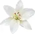 Lily notes in Illuminum White Gardenia Petals