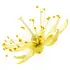 Linden blossom absolute notes in DSH Perfumes Pandora