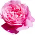 Moroccan rose absolute notes in Maison Francis Kurkdjian Aqua Universalis Forte Moroccan rose absolute notes in Maison Francis Kurkdjian Aqua Universalis Forte