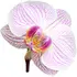 Moth orchid notes in Beyoncé Heat Wild Orchid