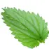Nettle absolute notes in Parfum d'Empire Mal-Aimé