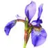 Orris absolute notes in E. Coudray Iris Rose