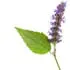Patchouli CO2 notes in DSH Perfumes Sweet Pine Tar