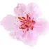 Peach blossom absolute notes in Royal Crown Ytzma