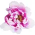 Peony notes in Philosophy Amazing Grace Ballet Rose