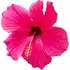 Pink hibiscus notes in Vera Wang Pink Princess