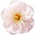 Plum blossom notes in Les Senteurs Gourmandes Prune Jasmin