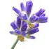Provençal lavender absolute notes in Strangers Parfumerie Ember