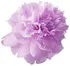 Purple peony notes in Michalsky Michalsky Style for Women