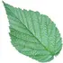 Raspberry leaf absolute notes in Jacques Fath Fath's Essentials - Le Loden
