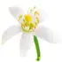 Spanish orange blossom absolute notes in DSH Perfumes Mata Hari