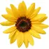 Sunflower notes in Lalique Encre Noire pour Elle