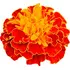 Tagetes notes in Aramis Perfume Calligraphy Saffron