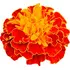 Tagetes notes in Davidoff Relax