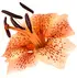 Tiger lily notes in Jessica Simpson Signature