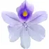 Water hyacinth notes in Zeromolecole Clori